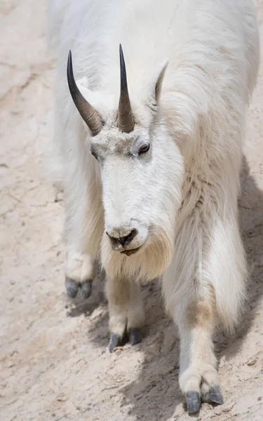 Mountain Goat Dier Natuur Fauna — Stockfoto
