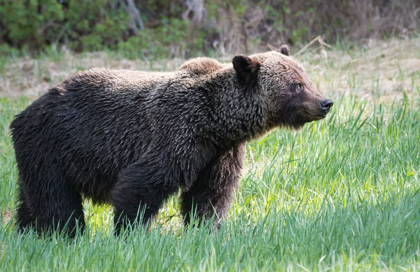 Medvěd Divoký Příroda Fauna — Stock fotografie