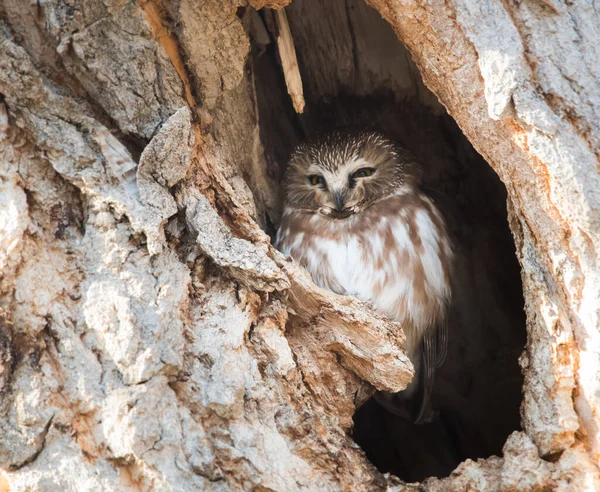 Wild Owl Bird Nature Fauna — Stock Photo, Image