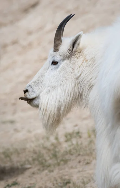 Dağ Keçisi Hayvan Doğa Fauna — Stok fotoğraf