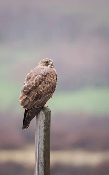 Vahşi Yaşam Şahin Kuş Doğa Fauna — Stok fotoğraf