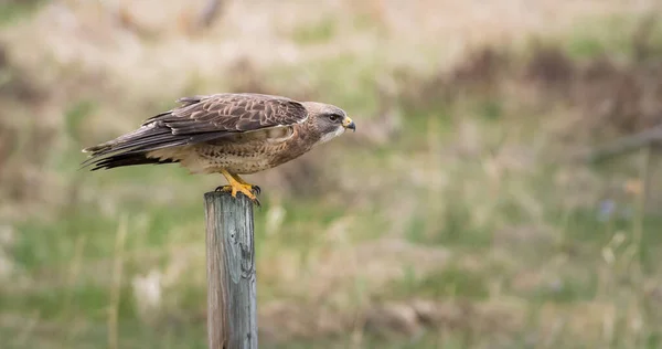 Fauna Selvatica Falco Uccello Natura Fauna — Foto Stock