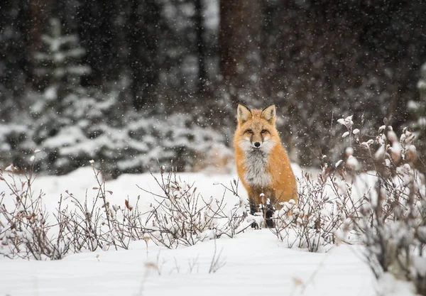 Volpe Rossa Selvatica Natura Fauna — Foto Stock