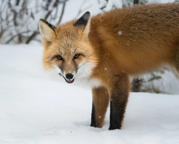 Volpe Rossa Selvatica Inverno Natura Fauna — Foto Stock