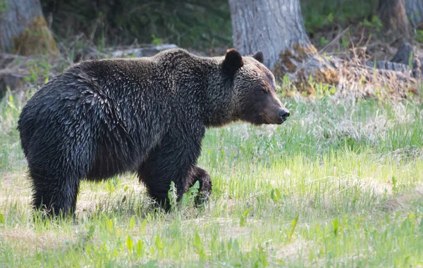 회색곰 동물상 — 스톡 사진