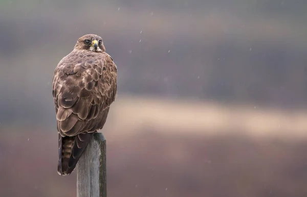 Wildlife Hawk Bird Nature Fauna — Stock Photo, Image