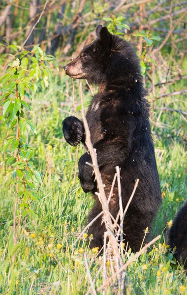 Wilde Beer Dier Natuur Fauna — Stockfoto