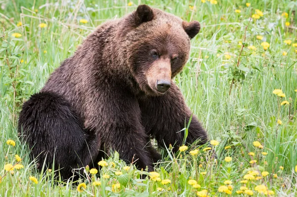 野生灰熊 — 图库照片