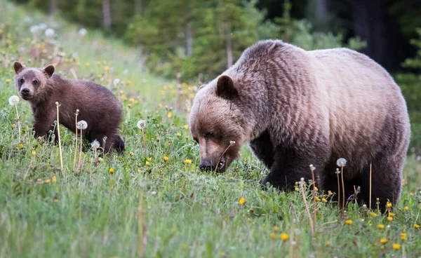 Medvědi Grizzly Divočině Zvířata Příroda Fauna — Stock fotografie