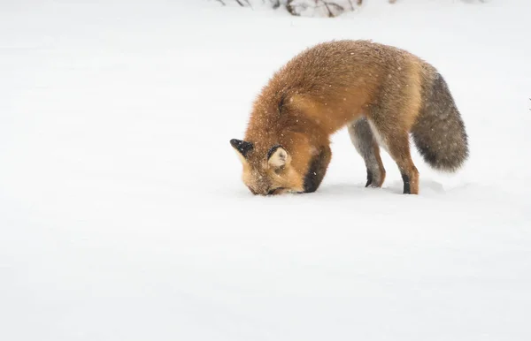 Wild Red Fox Nature Fauna — Stock Photo, Image