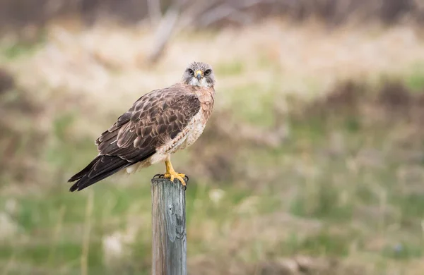 Wildtiere Habichte Vögel Natur Fauna — Stockfoto