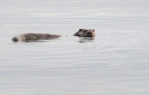 Wild River Otter Animal Natureza Fauna — Fotografia de Stock