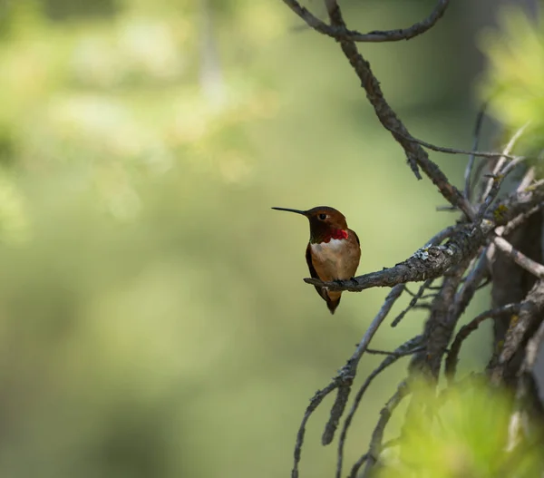 Hummingbirdin Selvagem Pássaro Natureza Fauna — Fotografia de Stock