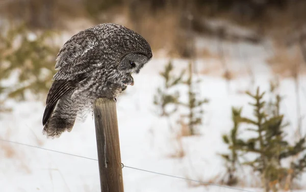 Hibou Sauvage Oiseau Nature Faune — Photo