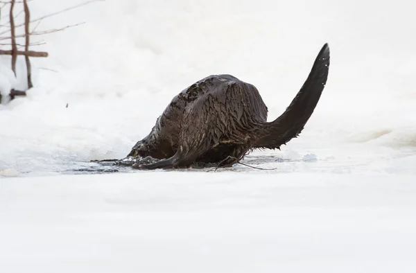 River Otter Invierno Naturaleza Fauna —  Fotos de Stock