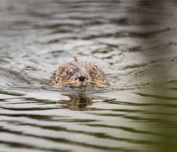 Muskrat Dziczy Zwierzaku Natura Fauna — Zdjęcie stockowe