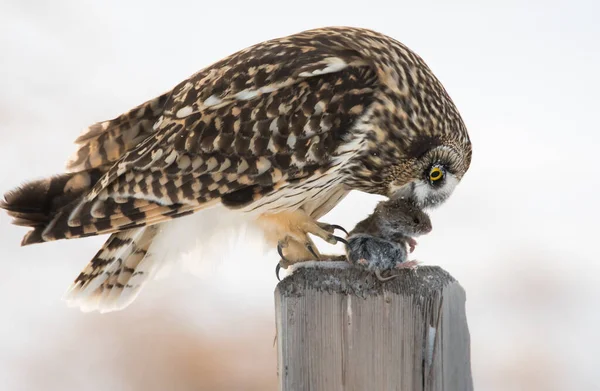 Wildlife Owl Bird Nature Fauna — Stock Photo, Image