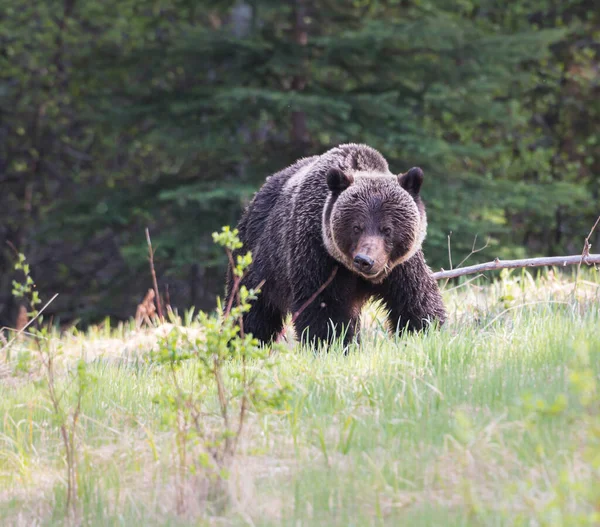 Дикий Медведь Животное Природа Фауна — стоковое фото