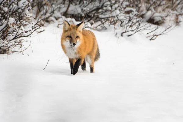 Red Fox Animal Nature Fauna — 스톡 사진