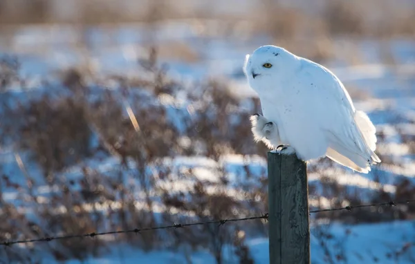 Hibou Sauvage Oiseau Nature Faune — Photo