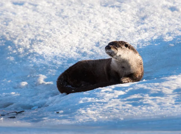 Fiume Otter Natura Animale Natura Fauna — Foto Stock