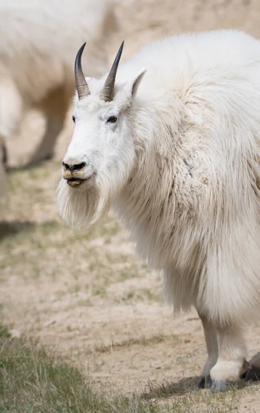 Koza Górska Zwierzę Natura Fauna — Zdjęcie stockowe