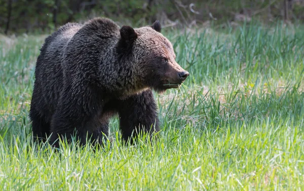 Dziki Niedźwiedź Grizzly Natura Fauna — Zdjęcie stockowe