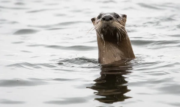 River Otter Estado Selvagem Animal Natureza Fauna — Fotografia de Stock
