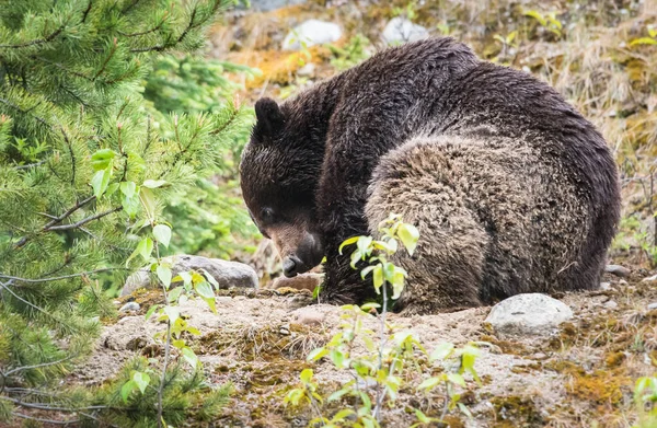 Niedźwiedź Grizzly Zwierzę Natura Fauna — Zdjęcie stockowe