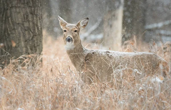 Stock image Deer in the late winter