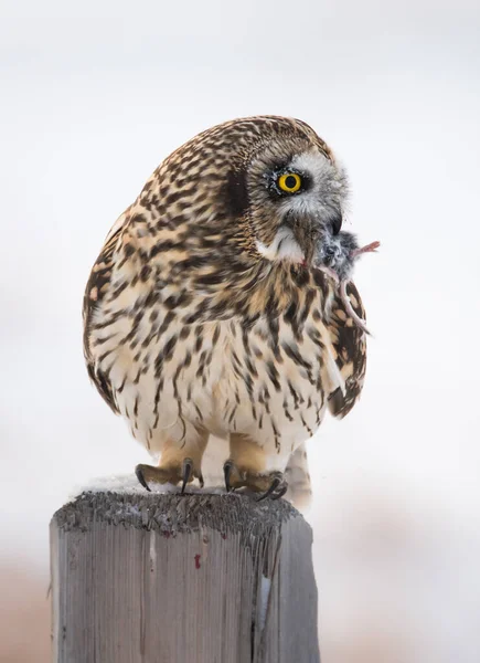 Owl Wild Bird Nature Fauna — Stock Photo, Image