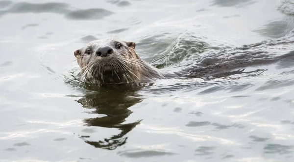 River Otter Wild Animal Nature Fauna — Stock Photo, Image