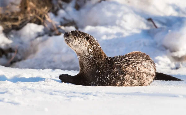 River Otter Animal Nature Fauna — Stock Photo, Image