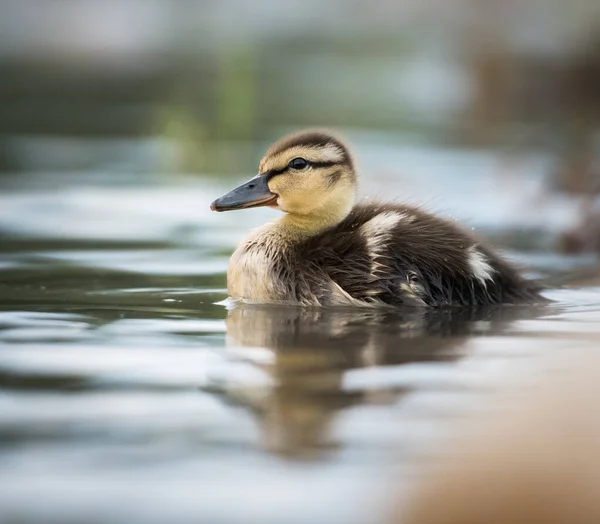 Ente Freier Wildbahn Vogel Natur Fauna — Stockfoto