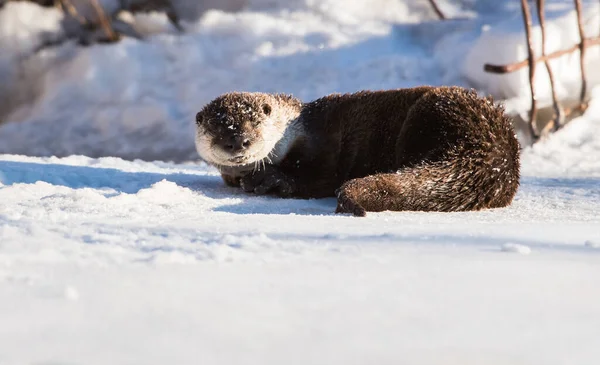 Rzeka Wydra Zwierzę Natura Fauna — Zdjęcie stockowe