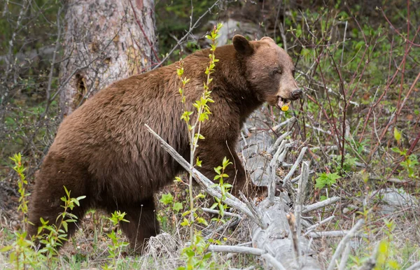 Svart Björn Vilt Tillstånd Djur Natur Fauna — Stockfoto