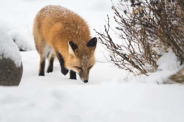 Raposa Vermelha Selvagem Inverno Natureza Fauna — Fotografia de Stock