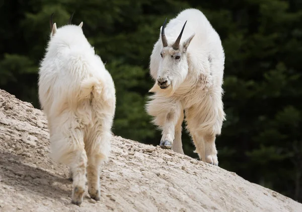 Cabras Montaña Animales Naturaleza Fauna —  Fotos de Stock