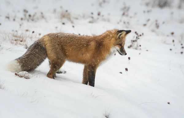 Wilde Rode Vos Natuur Fauna — Stockfoto