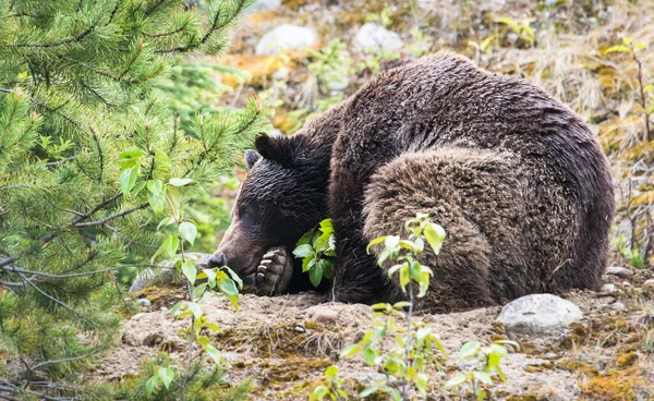 Медвежонок Гризли Животное Природа Фауна — стоковое фото