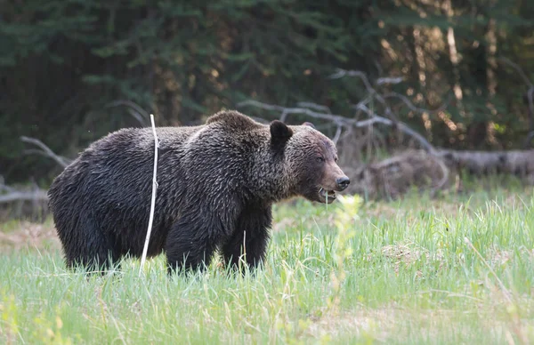 Divoký Medvěd Zvíře Příroda Fauna — Stock fotografie