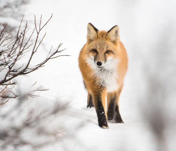 Rotfuchs Tier Natur Fauna — Stockfoto