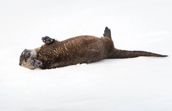 Vydra Zimě Příroda Fauna — Stock fotografie