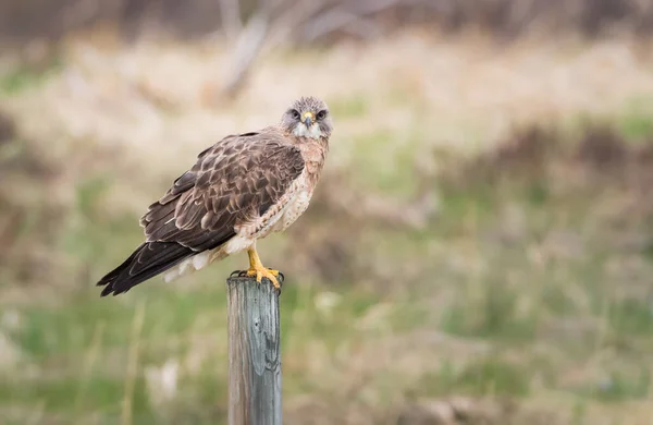 Dzika Przyroda Jastrząb Ptak Natura Fauna — Zdjęcie stockowe