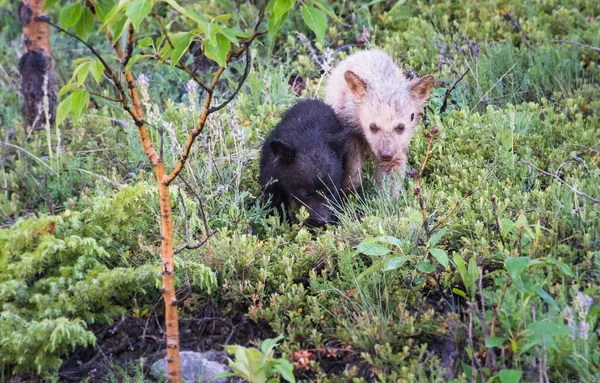 Zwarte Beren Het Wild Dieren Natuur Fauna — Stockfoto