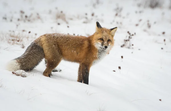 Άγρια Κόκκινη Αλεπού Φύση Πανίδα — Φωτογραφία Αρχείου