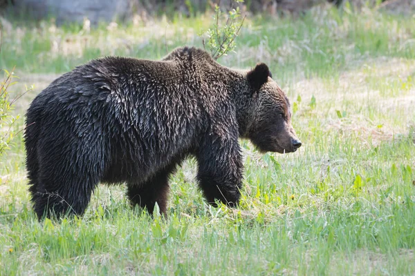 Medvěd Divoký Příroda Fauna — Stock fotografie