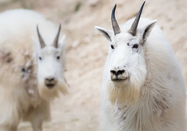 Mountain Goats Animals Nature Fauna — Stock Photo, Image