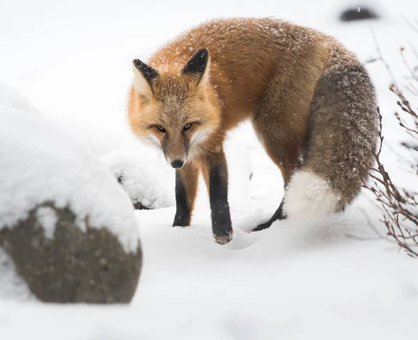 Zorro Rojo Salvaje Invierno Naturaleza Fauna —  Fotos de Stock