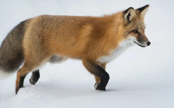 Renard Roux Sauvage Nature Faune — Photo